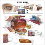 Human Eye Chart